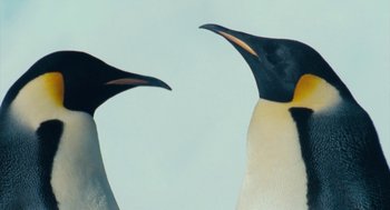 Movie still from “March of the Penguins” (2005), directed by Luc Jacquet – A couple of penguins standing next to each other on a beach; Extreme Close Up shot, Low angle