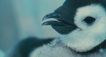 Movie still from “March of the Penguins” (2005), directed by Luc Jacquet – View of the beak of a bird; Extreme Close Up shot, High angle