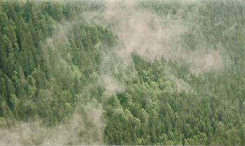 Movie still from “Mother and Son” (1997), directed by Aleksandr Sokurov – A view of trees in the middle of a forest; Extreme Wide shot, High angle