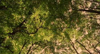 Movie still from “My Summer of Love” (2004), directed by Pawel Pawlikowski – A view from below of a canopy of green leaves; Extreme Wide shot, Low angle