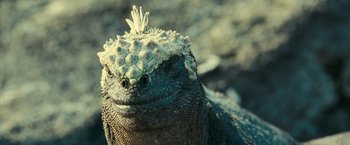 Movie still from “Oceans” (2009), directed by Jacques Cluzaud – The head of an iguana; Close Up shot, Over the shoulder angle