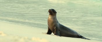 Movie still from “Oceans” (2009), directed by Jacques Cluzaud – A seal sitting in the sand on the beach; Close Up shot, High angle