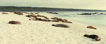 Movie still from “Oceans” (2009), directed by Jacques Cluzaud – A group of sea lions laying on the beach; Extreme Wide shot, High angle