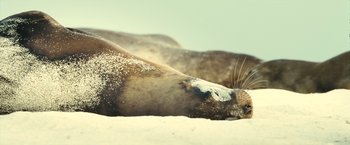 Movie still from “Oceans” (2009), directed by Jacques Cluzaud – Two sea lions laying in the sand on the beach; Close Up shot, High angle