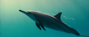 Movie still from “Oceans” (2009), directed by Jacques Cluzaud – A dolphin is swimming in the water; Medium shot, Low angle