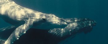 Movie still from “Oceans” (2009), directed by Jacques Cluzaud – A pair of whales swimming in the ocean; Close Up shot, Low angle