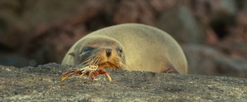 Movie still from “Oceans” (2009), directed by Jacques Cluzaud – A sea lion and a crab on the rocks; Extreme Close Up shot, High angle