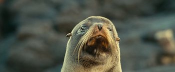Movie still from “Oceans” (2009), directed by Jacques Cluzaud – A sea lion's face with its mouth wide open; Close Up shot, Low angle