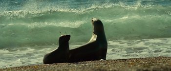 Movie still from “Oceans” (2009), directed by Jacques Cluzaud – Two sea lions on the beach near the ocean; Wide shot, Low angle