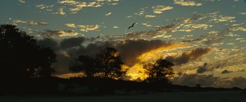 Movie still from “Oceans” (2009), directed by Jacques Cluzaud – A bird flying over a tree in front of a cloudy sky; Extreme Wide shot, Low angle