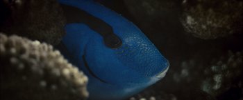 Movie still from “Oceans” (2009), directed by Jacques Cluzaud – A blue tropical fish's face; Extreme Close Up shot, Overhead angle