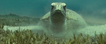 Movie still from “Oceans” (2009), directed by Jacques Cluzaud – A large sea turtle swimming in the water; Extreme Close Up shot, Low angle