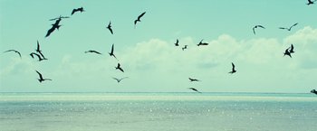 Movie still from “Oceans” (2009), directed by Jacques Cluzaud – A flock of birds flying over a body of water; Extreme Wide shot, High angle