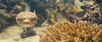 Movie still from “Oceans” (2009), directed by Jacques Cluzaud – A fish swimming in the water next to a coral; Extreme Close Up shot, High angle