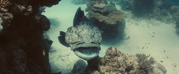 Movie still from “Oceans” (2009), directed by Jacques Cluzaud – A large grouper fish with its mouth wide open; Wide shot, Overhead angle