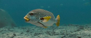 Movie still from “Oceans” (2009), directed by Jacques Cluzaud – A striped fish swimming in the ocean; Close Up shot, Overhead angle