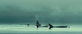 Movie still from “Oceans” (2009), directed by Jacques Cluzaud – A group of orcas swimming in a body of water; Extreme Wide shot, Low angle