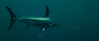 Movie still from “Oceans” (2009), directed by Jacques Cluzaud – A large fish swimming in the ocean under the water; Close Up shot, Overhead angle