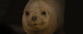 Movie still from “Oceans” (2009), directed by Jacques Cluzaud – The face of an animal; Close Up shot, High angle