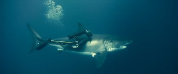 Movie still from “Oceans” (2009), directed by Jacques Cluzaud – A person in a wetsuit is swimming with a large shark; Wide shot, Overhead angle