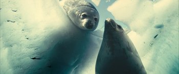 Movie still from “Oceans” (2009), directed by Jacques Cluzaud – Two seals are swimming in the water together; Close Up shot, High angle