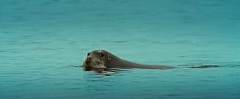 Movie still from “Oceans” (2009), directed by Jacques Cluzaud – A seal swimming in a body of blue water; Close Up shot, Low angle