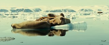 Movie still from “Oceans” (2009), directed by Jacques Cluzaud – A group of walruses laying on top of a body of water; Extreme Wide shot, High angle