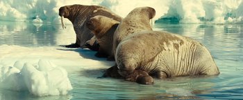 Movie still from “Oceans” (2009), directed by Jacques Cluzaud – A group of walruses in the water on a beach; Wide shot, High angle