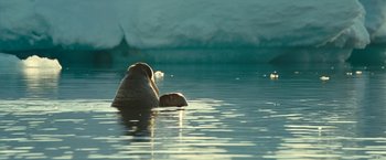 Movie still from “Oceans” (2009), directed by Jacques Cluzaud – Two ducks swimming in a body of water; Extreme Wide shot, High angle