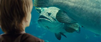 Movie still from “Oceans” (2009), directed by Jacques Cluzaud – A large grouper is swimming in the water; Close Up shot, Over the shoulder angle