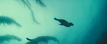 Movie still from “Oceans” (2009), directed by Jacques Cluzaud – A bird swimming in the ocean under the water; Wide shot, High angle