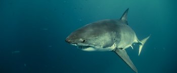 Movie still from “Oceans” (2009), directed by Jacques Cluzaud – The head of a great white shark; Close Up shot, Overhead angle