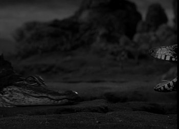 An alligator laying on top of a sandy beach next to rocks