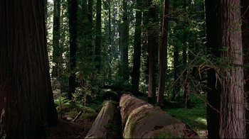 Movie still from “Outbreak” (1995), directed by Wolfgang Petersen – A forest filled with lots of green trees; Extreme Wide shot, Low angle