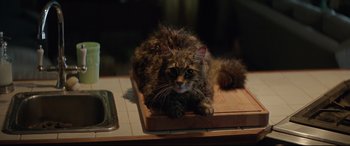 Movie still from “Pet Sematary” (2019), directed by Kevin Kölsch – A cat laying on top of a wooden cutting board; Close Up shot, High angle