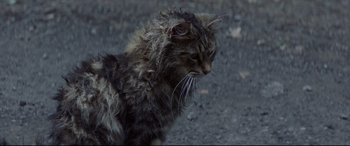 Movie still from “Pet Sematary” (2019), directed by Kevin Kölsch – A cat is standing on the ground with it's mouth open; Close Up shot, High angle