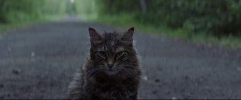 Movie still from “Pet Sematary” (2019), directed by Kevin Kölsch – A cat on the street; Close Up shot, Low angle