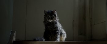 Movie still from “Pet Sematary” (2019), directed by Kevin Kölsch – A cat sitting on top of a wooden table; Close Up shot, Low angle