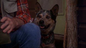 Movie still from “Piranha” (1978), directed by Joe Dante – A dog sitting next to a person; Close Up shot, High angle