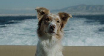 Movie still from “Pity” (2018), directed by Babis Makridis – A brown and white dog standing on top of a sandy beach; Close Up shot, Low angle