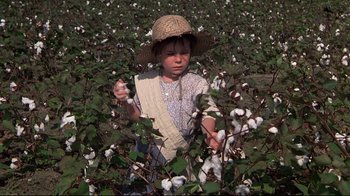 Movie still from “Places in the Heart” (1984), directed by Robert Benton – A woman in a straw hat picking cotton in a field; Medium shot, High angle