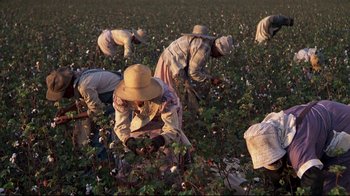 Movie still from “Places in the Heart” (1984), directed by Robert Benton – A group of people picking cotton in a field; Extreme Wide shot, High angle