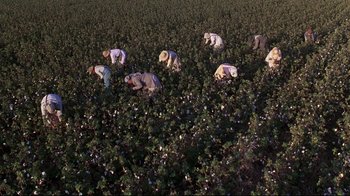 Movie still from “Places in the Heart” (1984), directed by Robert Benton – A group of people picking cotton in a field; Extreme Wide shot, High angle