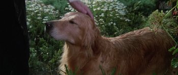 Movie still from “Poltergeist II: The Other Side” (1986), directed by Brian Gibson – A person petting a dog's ear in a field; Close Up shot, High angle