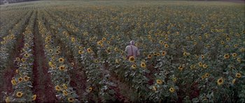 Movie still from “Prime Cut” (1972), directed by Michael Ritchie – A person in a field of sunflowers; Extreme Wide shot, High angle