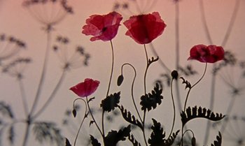 Movie still from “Princes and Princesses” (2000), directed by Michel Ocelot – Some flowers with leaves in the background; Extreme Close Up shot, Low angle
