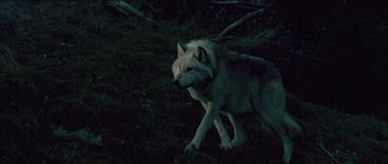 Movie still from “Quest for Fire” (1981), directed by Jean-Jacques Annaud – A wolf walking in the woods at night time; Wide shot, High angle