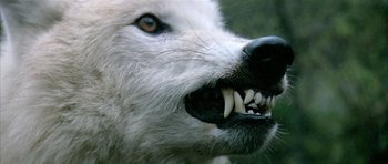 Movie still from “Quest for Fire” (1981), directed by Jean-Jacques Annaud – A white dog's teeth; Extreme Close Up shot, Low angle