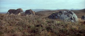 Movie still from “Quest for Fire” (1981), directed by Jean-Jacques Annaud – A lion walking across a grass covered field; Wide shot, High angle