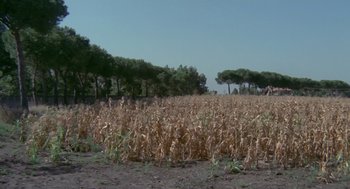Movie still from “Rabid Dogs” (1974), directed by Mario Bava – A field of corn is in the middle of a field; Extreme Wide shot, High angle